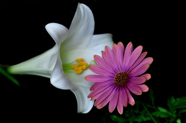 Обои картинки фото цветы, разные вместе, ромашка, лилия