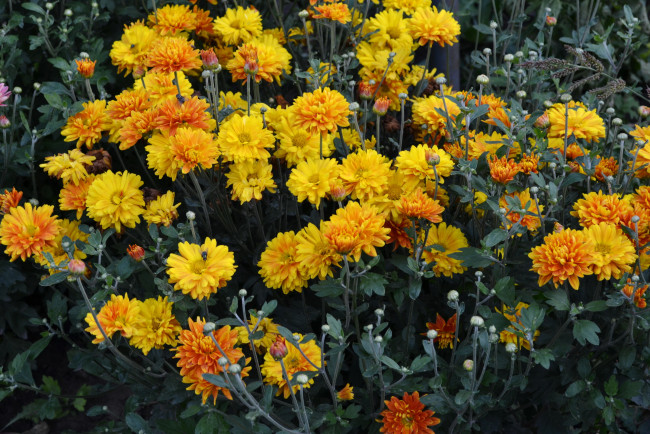 Обои картинки фото цветы, хризантемы, куст, желтые