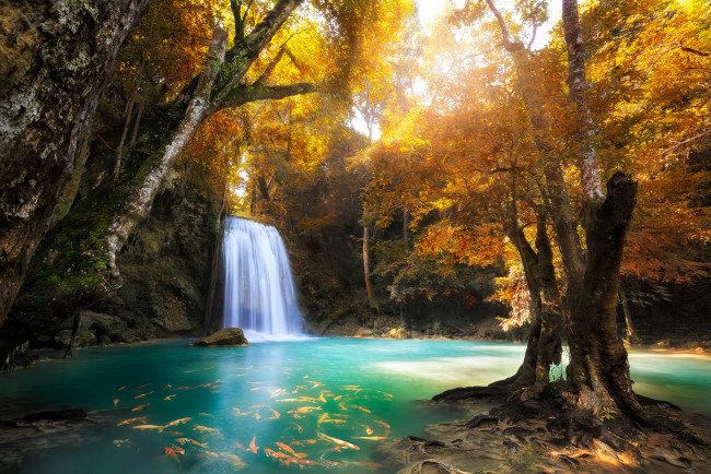 Обои картинки фото природа, водопады, кои, вода