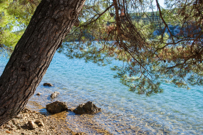 Обои картинки фото sibenik  croatia, природа, реки, озера, хорватия, дерево, sibenik, croatia, река