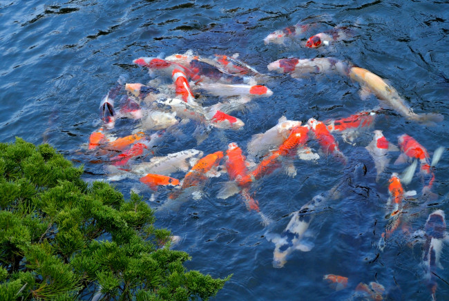 Обои картинки фото животные, рыбы, кои, японский, карп