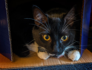 Картинка животные коты киса кот взгляд прятки коробка