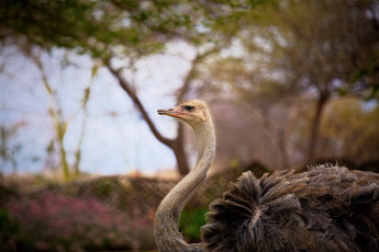 Картинка животные страусы профиль шея зоопарк
