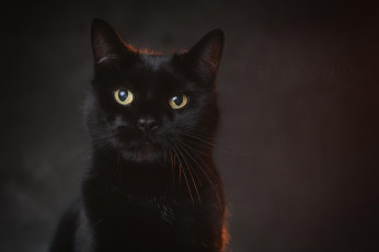 Картинка животные коты киса коте взгляд чёрный портрет