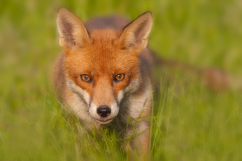 Картинка животные лисы red fox лиса