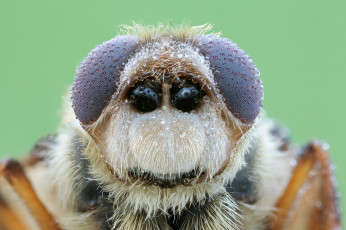 Картинка животные насекомые портрет фон насекомое капли роса жук макро