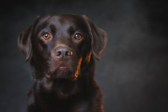 Картинка животные собаки собака взгляд коричневая портрет