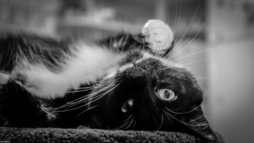 Картинка животные коты киса коте взгляд поза лежит