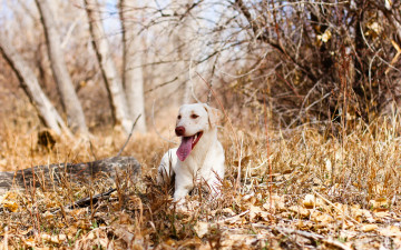 Картинка животные собаки лес собака осень
