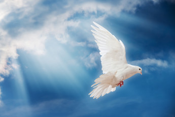 Картинка животные голуби птица небо белый голубь