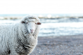 Картинка животные овцы +бараны овечка