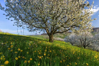Картинка цветы цветущие+деревья+ +кустарники холмы поля весна швейцария