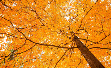 Картинка природа деревья осень листья дерево