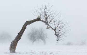 Картинка природа зима дерево снег