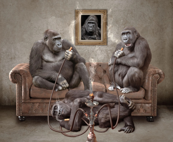 Обои картинки фото юмор и приколы, кайф, кальян, обезьяны