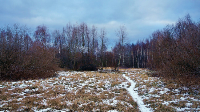 Обои картинки фото природа, зима, кусты, деревья, снег