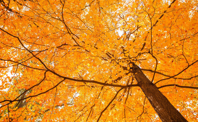 Обои картинки фото природа, деревья, осень, листья, дерево