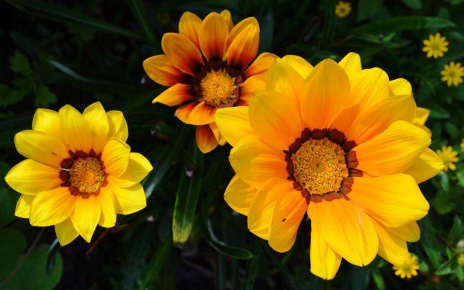 Обои картинки фото цветы, газания, солнечный, яркий, желтый