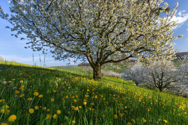 Обои картинки фото цветы, цветущие деревья ,  кустарники, холмы, поля, весна, швейцария
