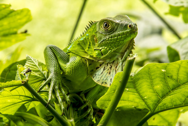 Обои картинки фото животные, Ящерицы,  игуаны,  вараны, iguana, игуана, ящерица, относится, к, классу, пресмыкающиеся