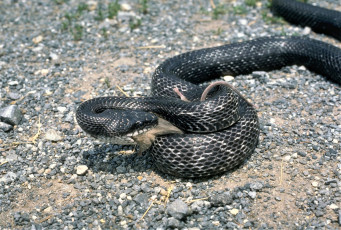 Картинка животные змеи +питоны +кобры добыча змея черная камни