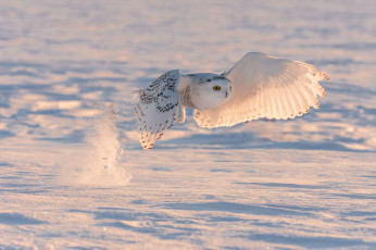 Картинка животные совы сова снег