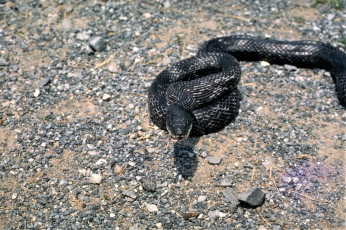 Картинка животные змеи +питоны +кобры камни змея черная