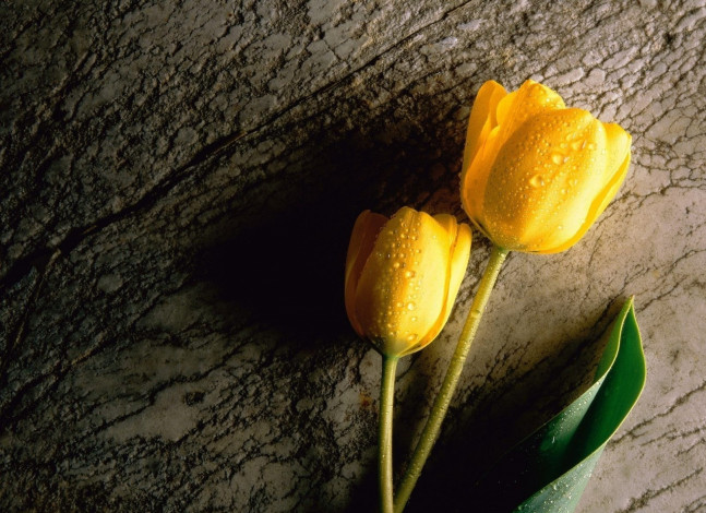 Обои картинки фото цветы, тюльпаны, капли, желтые