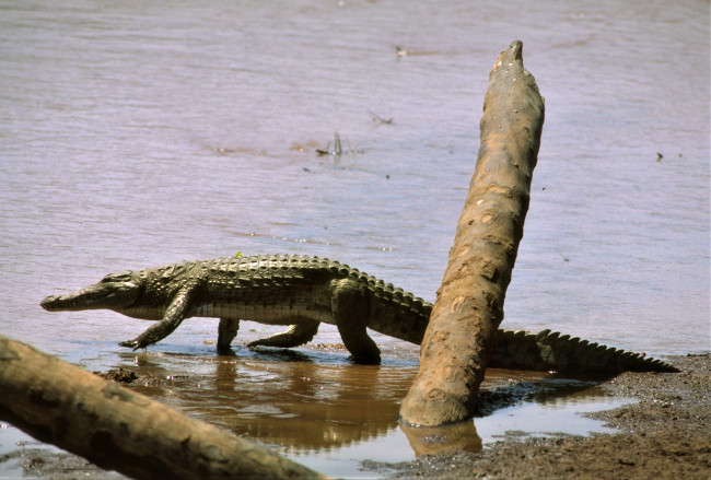 Обои картинки фото животные, крокодилы, коряга, берег, озеро, крокодил