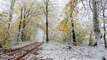 обоя природа, зима, снег, лес, деревья