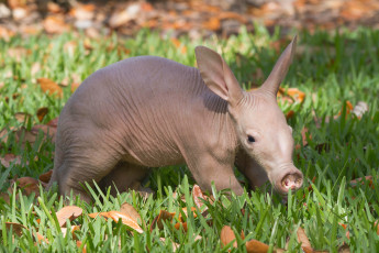 Картинка трубкозуб животные -+другое африка млекопитающее трубкозубы трубкозубовые земляная свинья