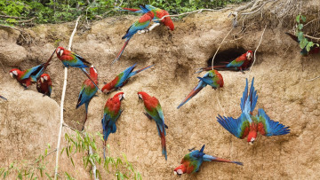 Картинка животные попугаи ара обрыв