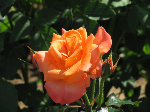 Обои картинки фото цветы, розы, персиковая, роза, бутон