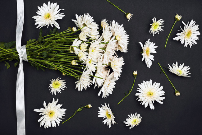 Обои картинки фото цветы, хризантемы, белые, лента