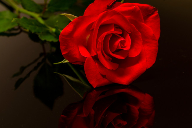 Обои картинки фото цветы, розы, алая, роза, бутон, отражение