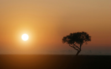 Картинка природа деревья дерево саванна солнце восход
