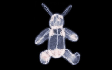 Картинка разное кости +рентген заяц игрушка