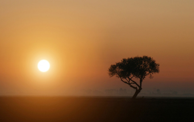 Обои картинки фото природа, деревья, дерево, саванна, солнце, восход