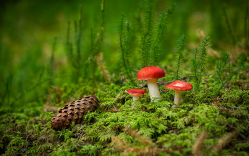 обоя природа, грибы, грибная, семейка