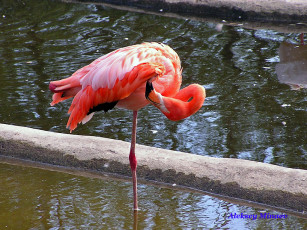 Картинка для ivetta животные фламинго