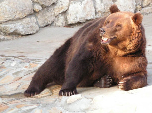 Картинка автор игорь андронов животные медведи