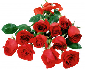 Картинка цветы розы красный лента