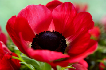 Картинка цветы анемоны адонисы красный яркий