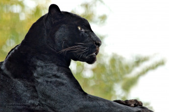 Картинка животные пантеры профиль черный