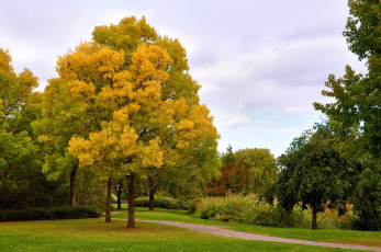 Картинка природа парк аллея осень деревья