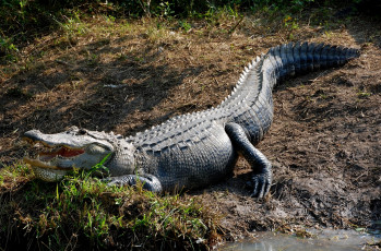 Картинка животные крокодилы пасть кожа гребень