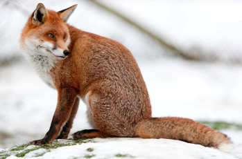 Картинка животные лисы шуба хвост красавица рыжий