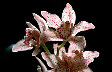 Картинка цветы орхидеи крапинки розовый