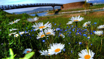 Картинка цветы луговые полевые белый синий