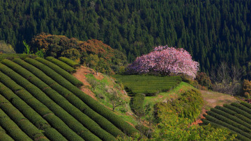 Картинка природа поля япония сакура чайные плантации лес